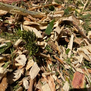 Copeaux de bois pour aménagement paysager / Copeaux de bois de qualité supérieure pour jardins et aménagement paysager |   Couverture de sol écologique - Product Image 1