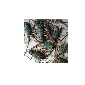 Homard Vivant / Queues de Homard de Thaïlande à Prix Compétitif, Vente en Gros en Vrac pour l'Exportation - Product Image 4
