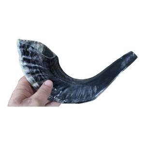 Shofar en corne de bélier naturelle, écologique, pour usage religieux, cadeau d'affaires - Uttar Pradesh Hs Husnain Crafts - Product Image 2
