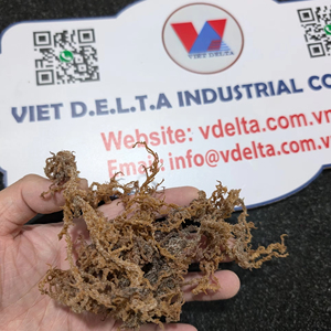 High Quality Seamoss Bulk 2026 Cheap Price Vietnam Export Supplier - Product Image 1