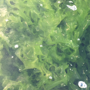 Lechuga de Mar Seca Premium de Origen Vietnamita (Ulva Lactuca) - A Granel, Alta Calidad, Mejor Precio - Product Image 2
