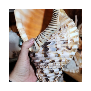 Grande décoration en coquille de trompette naturelle pour la décoration de maison sur le thème côtier, l'aménagement d'aquariums, la décoration de restaurants et d'hôtels - Product Image 1