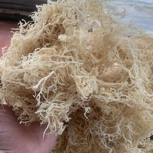 HOT <b>DRIED</b> GOLDEN SEA <b>MOSS</b> 2025/ IRISH SEA <b>MOSS</b>/ EUCHEUMA COTTONII Ms. Lily - Product Image 1