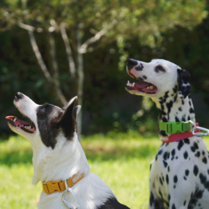 Collar Ajustable para Perro con Hebilla de Plástico, Diseño Sólido, Lavable y Duradero para Paseos Diarios - Product Image 3