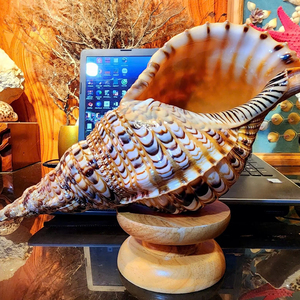 Conchas de Trompeta Grandes al Mejor Precio, Conchas Tritón, Conchas Naturales Originales de Vietnam - Product Image 1