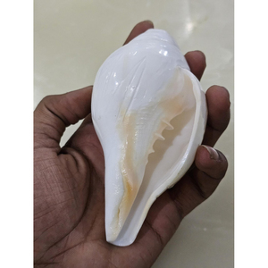 Concha Shankh Natural de 13 cm |   Concha de Caracol para Decoración y Uso Ritual - Product Image 2