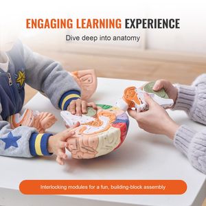 Modello Anatomico del Cervello Umano a Grandezza Naturale in 4 Parti, 2 Pezzi, con Etichette Codificate a Colori Rimovibili e Base Espositiva per Scienze Mediche - Product Image 3