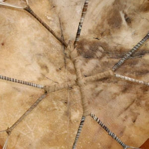 Tambor Chamánico con Piel de Bisonte, Tambor Nativo Chamánico Hecho a Mano, Tambor Redondo de 16 Pulgadas con Marco de Piel de Cabra en Venta - Product Image 6