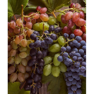Uvas de Vino Sin Semillas Premium, Productos Frescos de Viñedo para Exportación al por Mayor y Suministro a Bodegas, OEM Disponible - Product Image 1