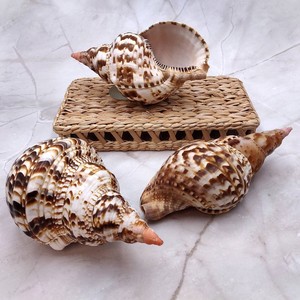 Trumpet <b>shells</b> decorative <b>shell</b> beach gift decor <b>ornament</b> discount deal natural triton seashell - Product Image 2