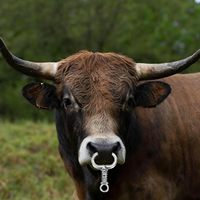 Pince à bec de taureau, pince à bec de taureau à ressort en acier inoxydable avec diamètre intérieur de 2,2 mm, équipement pour animaux d'élevage, verrouillage automatique