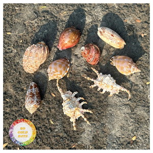 Premium Natural Assorted Decorative Seashells Unique Shapes for Handmade Crafting Rustic Interior Decoration Christmas Gifts - Product Image 3