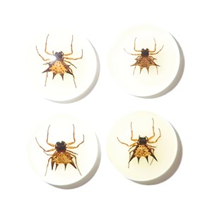 Spiny <b>Spider</b> Real Specimen <b>Plastic</b> Cabochon Round 25x25 mm Glow Flat Bottom for Crafts and Jewelry Making - Product Image 1