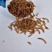 Vers de farine séchés 100% non-OGM, naturels, riches en protéines, friandises pour poulets et oiseaux sauvages