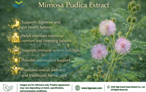 Suministro Directo de Fábrica HGO de Extracto Puro y Natural de Mimosa Pudica, Grado Alimenticio, Especificaciones 5:1, 10:1, 20:1 - Product Image 4