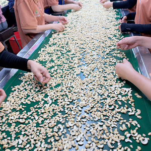 Factory Direct Broken Kaju In Bulk Santigo Cashew <b>Nuts</b> Kaju <b>Kernel</b> Cashew <b>Nuts</b> FREE Tax Origin Vietnam - Product Image 6