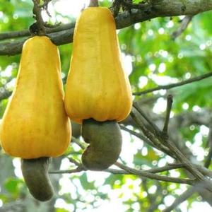 Exportación a granel de Nueces de Anacardo W240 de Vietnam, Tostadas y Saladas, Suministro OEM ODM, Envasadas al Vacío, Fabricante de Frutos Secos, Grupo QQ, Pham Dinh - Product Image 4