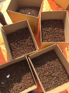 Autumn Star Aniseed High Quality Dried Herb Seed From Vietnam 24 Months <b>Shelf</b> Life Phalco Vietnam JSC Special Deal <b>Cheap</b> Price - Product Image 5