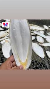 El mejor hueso de sepia seco orgánico de Vietnam Color blanco natural en caja Suministro de precio caliente - Product Image 6
