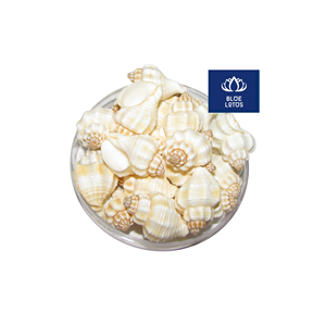 Excelente Relación Calidad-Precio, Conchas Marinas Ecológicas y Limpias, Ideales para Decoración de Eventos y Centros de Mesa, Precio Directo - Product Image 1
