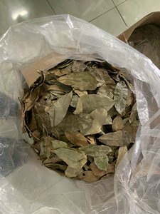 Premium Loose Dried Soursop Leaves for <b>Tea</b> Production Bulk Supply Organic Graviola Leaves Export Standard Vietnam - Product Image 6