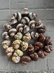 Coquillages océaniques naturels de qualité supérieure pour décor d'aquarium et œuvre d'art faite à la main Vietnam - Product Image 4