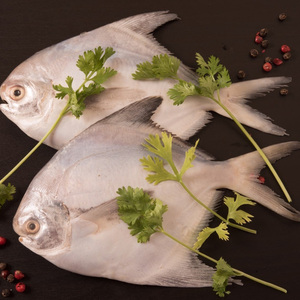 Good Quality Fresh Frozen Silver Pomfret Whole Round Pomfret - Product Image 1