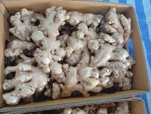 Jengibre Fresco Barato de Vietnam, Exportador Agrícola de Alta Calidad y Confiable, TECHMIFOOD, Entrega en Contenedor para Mercados Internacionales - Product Image 5