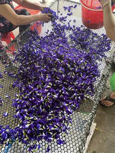 ดอกบัวสมุนไพรธรรมชาติจากเวียดนามสีฟ้าชาผีเสื้อ - Product Image 3