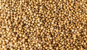 Coriandre entière indienne fraîche de première qualité, nouvelle saison, naturellement aromatique, graines d'épices, FitTree International, crue, durée de conservation de 12 mois - Product Image 3