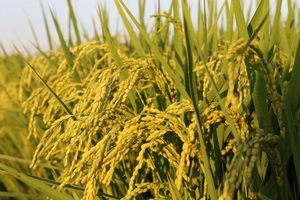 Best Selling White Rice 5% Broken 5kg Premium Quality <b>Grain</b> Competitive Price Wholesale Export - Product Image 4