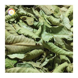 Hojas de guayaba secas de grado exportación, ideales para suplementos herbales y aplicaciones cosméticas, que cumplen con las normas internacionales de seguridad. - Product Image 1