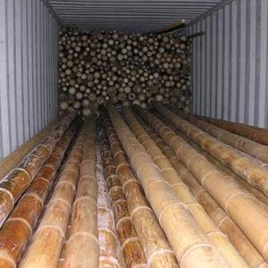 เสาไม้ไผ่คุณภาพสูง ขายดี เป็นมิตรกับสิ่งแวดล้อม เกรดพรีเมียม สำหรับค้ำยันต้นไม้ ใช้ในเกษตรกรรม ขายส่ง - Product Image 5