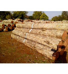Fast Delivery Premium Quality <b>Oak</b> Wood <b>Logs</b> and <b>Oak</b> Beech Spruce <b>Logs</b> in Diameter Available Now - Product Image 2