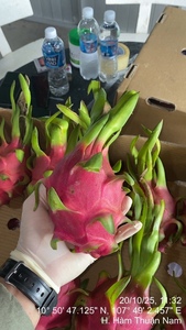 Fruit du Dragon Blanc 100% Naturel, Goût Sucré et Acidulé, Frais et Naturel, Qualité Supérieure, Produit Sain, OEM ODM Export - Product Image 4