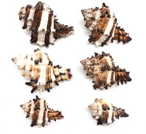 Conchas de Murex para decoración artesanal costera, conchas marinas naturales al por mayor, conchas de caracoles marinos al precio más bajo. - Product Image 3