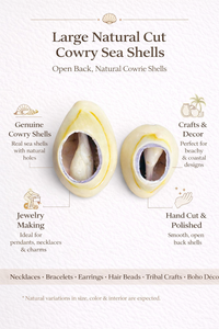 Conchas de Cauri Naturales Grandes con Parte Posterior Abierta, Conchas de Cauri Reales para la Fabricación de Joyas, Manualidades y Decoración - Product Image 6