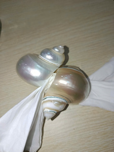 Exclusive Seashell Napkin Ring Handcrafted Conch Shell <b>Table</b> Accessory for Elegant Hotels Restaurants Weddings and Events - Product Image 3