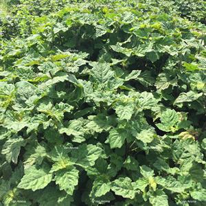 Aceite de Pachulí Heart 65 PA (PL-305) Van Aroma - Product Image 2