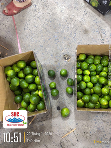 Citron vert sans pépins de qualité export – Origine Vietnam, citron vert frais pour les acheteurs en gros - Product Image 3