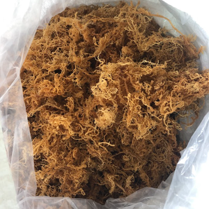 Compra al por Mayor de Musgo Marino Natural Crudo, Aprobado por Dr. Sebi, Estilo para el Mercado de Nutrición de Oriente Medio, Directo de Fábrica, Precio Económico, Exportación - Product Image 6