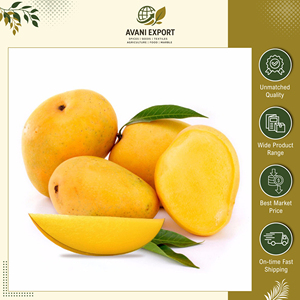 Vente exclusive de mangues Alphonso de qualité supérieure, au goût délicieux, fraîches et naturelles, de qualité A, jaunes et pures, pour les acheteurs en gros - Product Image 4