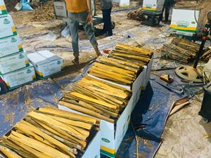 Bâtonnets de cannelle séchée entiers, qualité supérieure, herbes et épices pures du Vietnam - Product Image 6