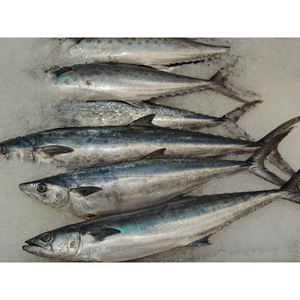 Pescado Congelado: Caballa (Pescado de Mar) |   peces macarelos de ojo grande |   Macarela japonesa - Product Image 2