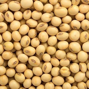 Graines de soja biologiques non-OGM de qualité supérieure, séchées, emballées en sacs en vrac de 25 kg pour l'alimentation des volailles - Product Image 4