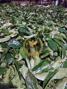 ใบทุเรียนเทศแห้งธรรมชาติใบกริโอลาจากเวียดนาม - Product Image 2