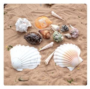 เปลือกหอยจำนวนมากสำหรับตกแต่งงานอีเว้นท์และอุปกรณ์จัดปาร์ตี้ - Product Image 6