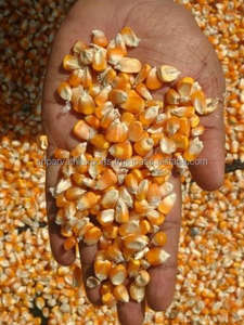 Maïs jaune pour l'alimentation animale disponible à la vente - Product Image 6