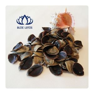 BEST SELLER Dried Murex Operculum Shells for Incense Craft and Aroma Release Creating Relaxing Space Premium Quality Safe Source - Product Image 1
