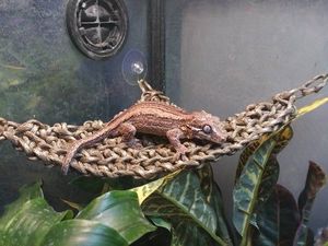 Hamac en herbe marine pour reptiles, approuvé par les clients, pour dragon barbu : idéal pour grimper, bronzer et décorer la cage (modèle 2026) - Product Image 2